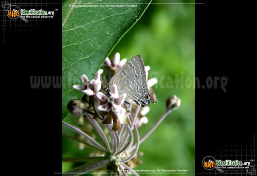 Thumbnail image #2 of the Banded-Hairstreak-Butterfly