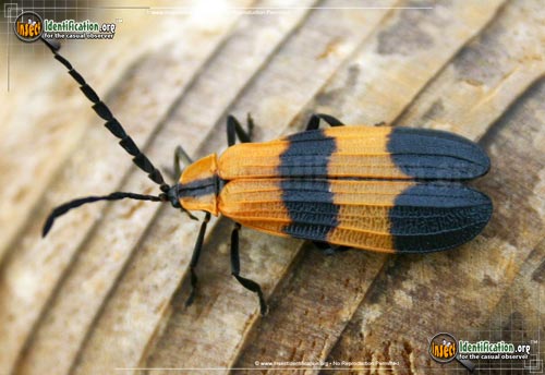 Thumbnail image of the Banded-Net-Winged-Beetle