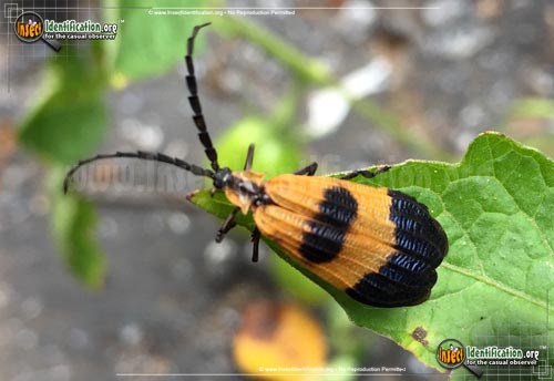 Thumbnail image #2 of the Banded-Net-Winged-Beetle