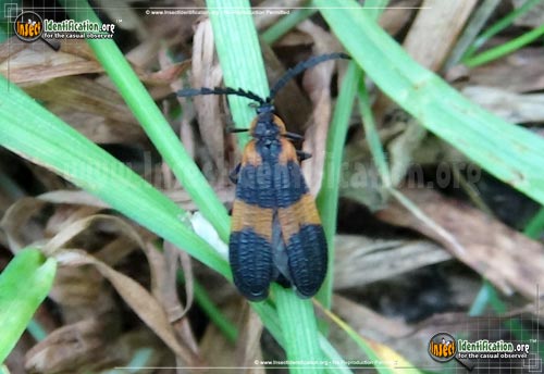 Thumbnail image #4 of the Banded-Net-Winged-Beetle