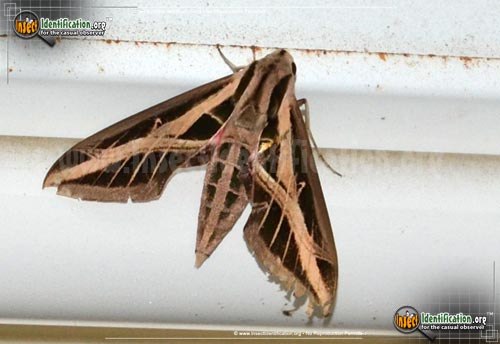 Thumbnail image #2 of the Banded-Sphinx-Moth