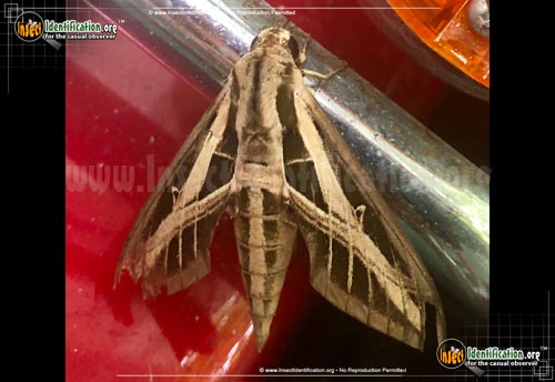 Thumbnail image #4 of the Banded-Sphinx-Moth