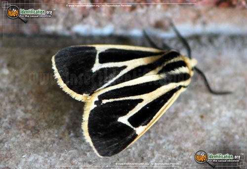 Thumbnail image of the Banded-Tiger-Moth