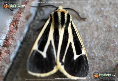 Thumbnail image #2 of the Banded-Tiger-Moth