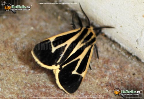 Thumbnail image #4 of the Banded-Tiger-Moth