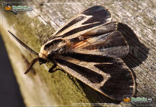 Thumbnail image #5 of the Banded-Tiger-Moth