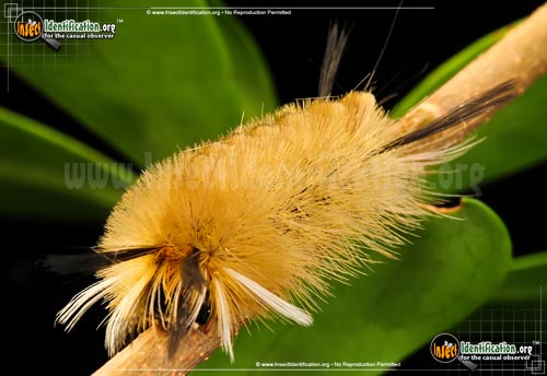 Thumbnail image #5 of the Banded-Tussock-Moth