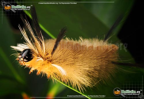 Thumbnail image #8 of the Banded-Tussock-Moth