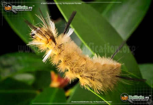 Thumbnail image #2 of the Banded-Tussock-Moth