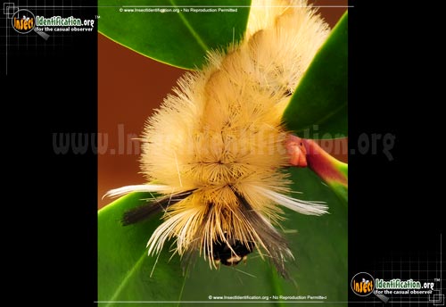 Thumbnail image #7 of the Banded-Tussock-Moth