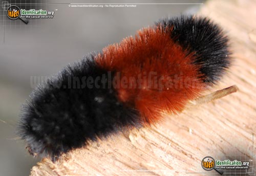 Thumbnail image #2 of the Banded-Woolly-Bear-Caterpillar-Moth