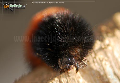 Thumbnail image #7 of the Banded-Woolly-Bear-Caterpillar-Moth