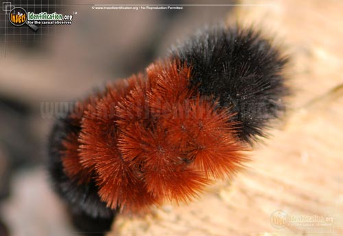 Thumbnail image #10 of the Banded-Woolly-Bear-Caterpillar-Moth