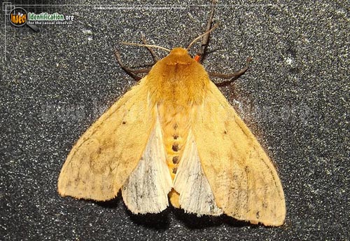 Thumbnail image of the Banded-Woolly-Bear-Caterpillar-Moth