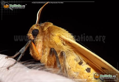 Thumbnail image #4 of the Banded-Woolly-Bear-Caterpillar-Moth