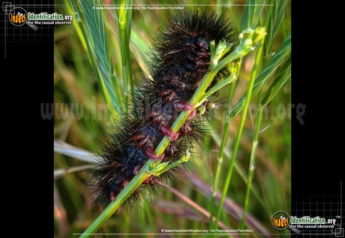 Thumbnail image #8 of the Banded-Woolly-Bear-Caterpillar-Moth