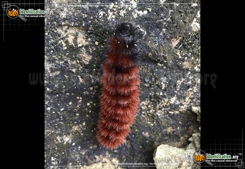 Thumbnail image #11 of the Banded-Woolly-Bear-Caterpillar-Moth