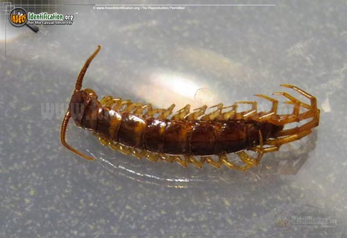 Thumbnail image #2 of the Bark-Centipede