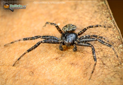 Thumbnail image of the Bark-Crab-Spider