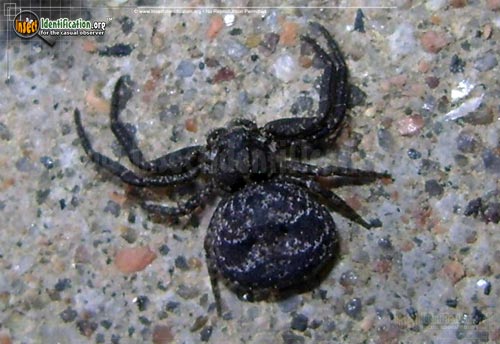 Thumbnail image #3 of the Bark-Crab-Spider