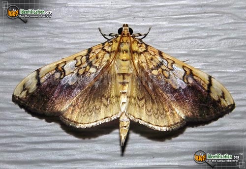 Thumbnail image of the Basswood-Leafroller-Moth
