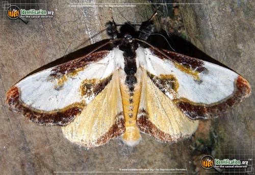 Thumbnail image #2 of the Beautiful-Wood-Nymph-Moth