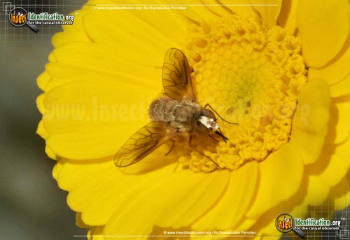 Bee Fly - Chrysanthrax sp.