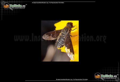 Thumbnail image #2 of the Bee-Fly-Hemipenthes