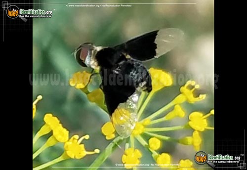 Thumbnail image of the Bee-Fly-Hemipenthes