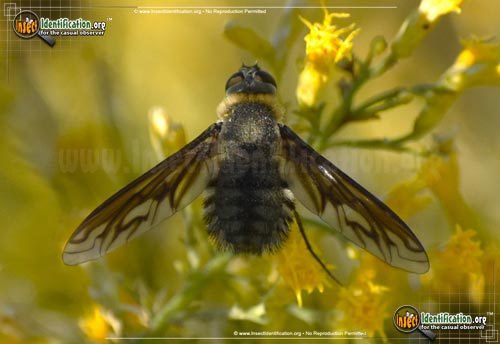 Thumbnail image of the Bee-Fly-Poecilanthrax-californicus