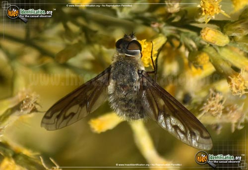 Thumbnail image #2 of the Bee-Fly-Poecilanthrax-californicus