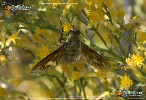 Thumbnail image #3 of the Bee-Fly-Poecilanthrax-californicus