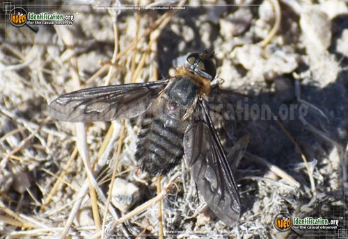 Thumbnail image #5 of the Bee-Fly-Poecilanthrax-californicus
