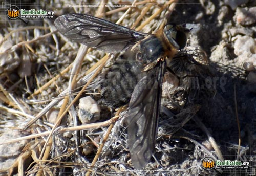 Thumbnail image #6 of the Bee-Fly-Poecilanthrax-californicus