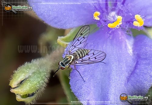 Thumbnail image of the Bee-Fly-Poecilognathus