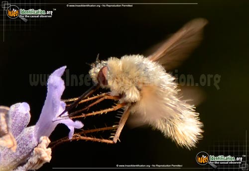 Thumbnail image of the Bee-Fly-Systoechus-vulgaris