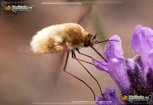 Thumbnail image #2 of the Bee-Fly-Systoechus-vulgaris
