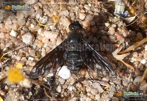 Bee Fly - Thyridanthrax sp.