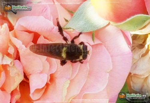 Thumbnail image of the Bee-Killer