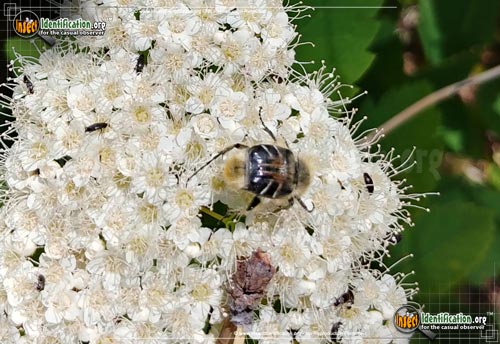 Thumbnail image #2 of the Bee-Like-Flower-Scarab-Beetle