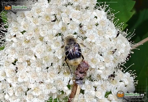 Thumbnail image #3 of the Bee-Like-Flower-Scarab-Beetle