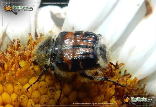 Thumbnail image of the Bee-Like-Flower-Scarab-Beetle