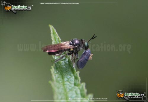 Thumbnail image of the Bee-Like-Robber-Fly-Laphria-canis