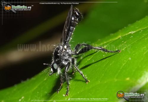 Thumbnail image of the Bee-Like-Robber-Fly