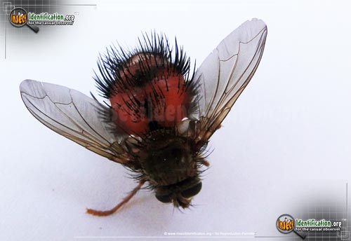 Thumbnail image #4 of the Bee-Like-Tachinid-Fly