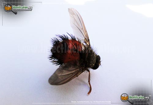 Thumbnail image #2 of the Bee-Like-Tachinid-Fly