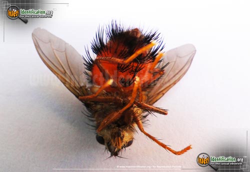 Thumbnail image #3 of the Bee-Like-Tachinid-Fly