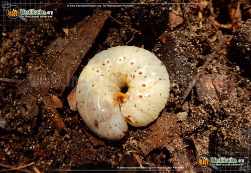 Thumbnail image of the Beetle-Grub