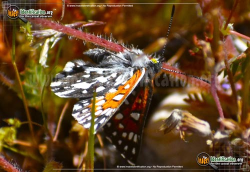 Thumbnail image #2 of the Behrs-Metalmark-Butterfly