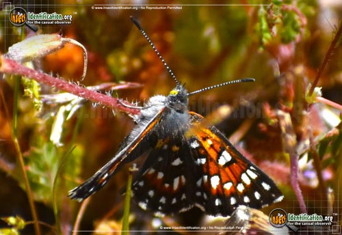 Thumbnail image #3 of the Behrs-Metalmark-Butterfly